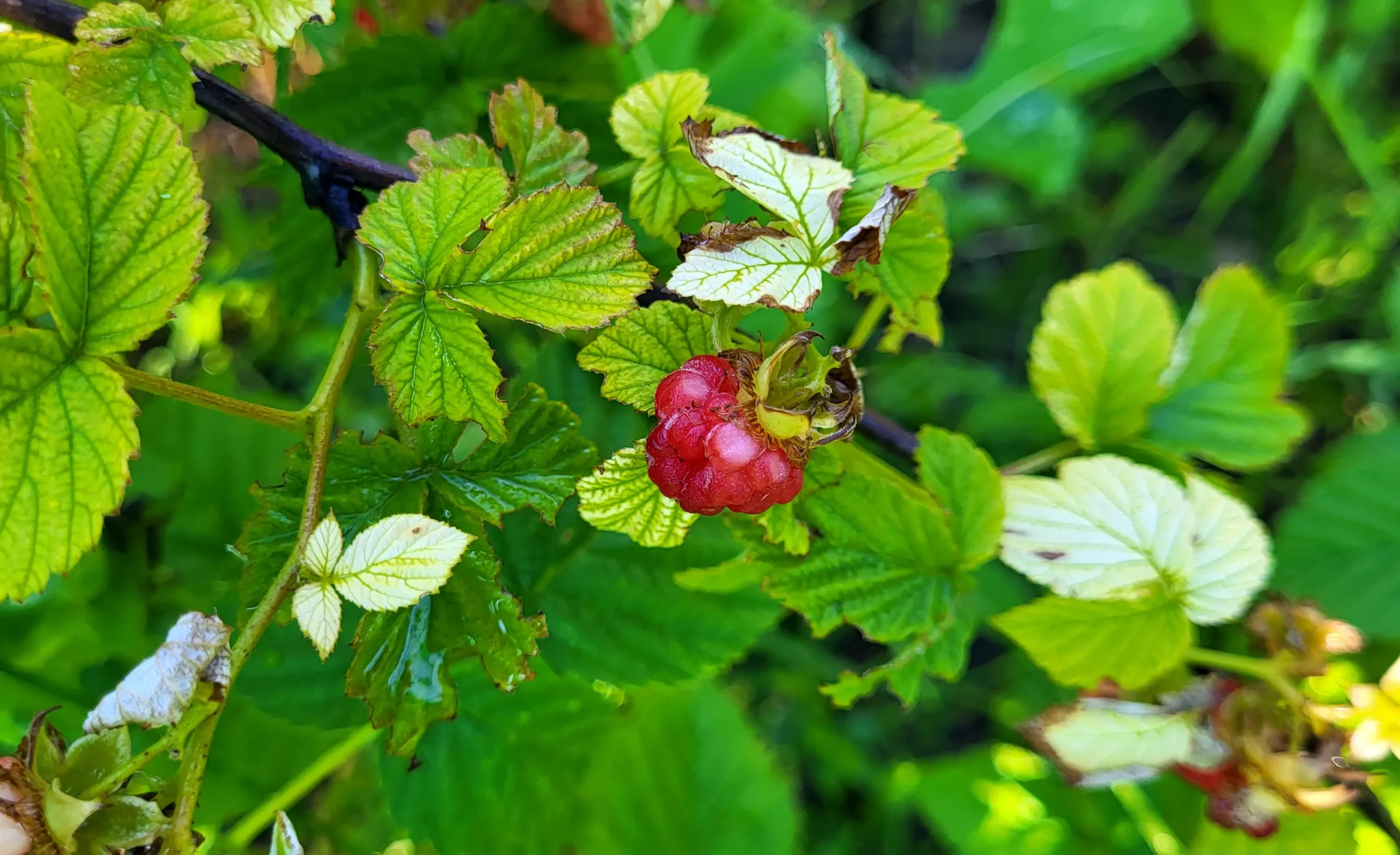 Raspberry Jam