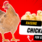 Raising Chickens 101