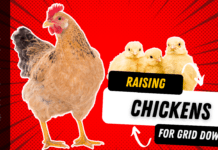 Raising Chickens 101