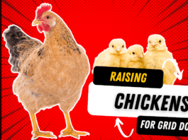 Raising Chickens 101