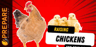 Raising Chickens 101
