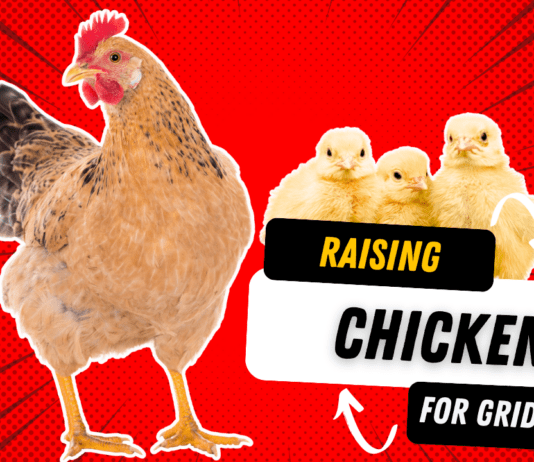 Raising Chickens 101